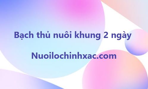 Bạch thủ nuôi khung 2 ngày